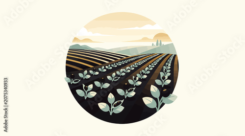 Rows of green plants in a cultivated farm field at sunrise.