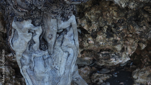 A close-up of a uniquely textured tree trunk, its bark illuminated by the warm light of midday.