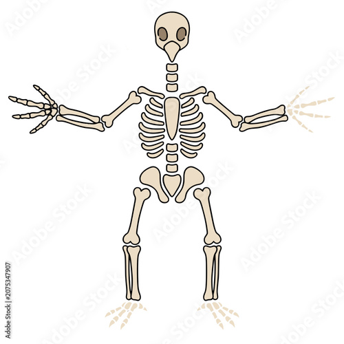Bird Skeleton Flat Vector Illustration