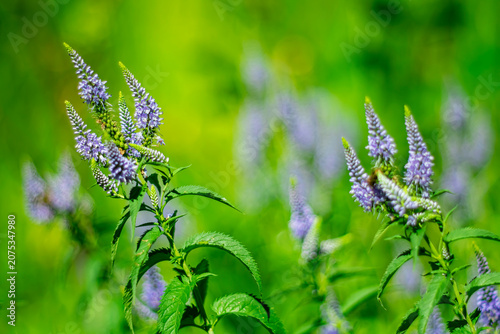A vibrant summer meadow featuring blooming purple speedwell flowers amidst lush green grass. The delicate wildflowers are bathed in sunlight, while a shallow depth of field creates a soft bokeh effect