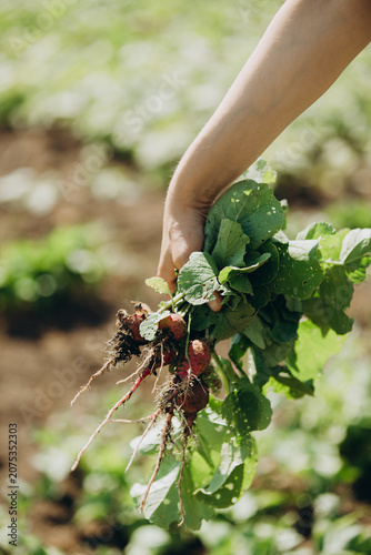 Hand holding freshly harvested radishes with green leaves
