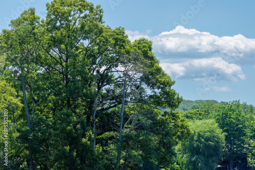 trees and blue sky