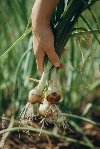 Hand harvesting fresh spring onions from organic garden