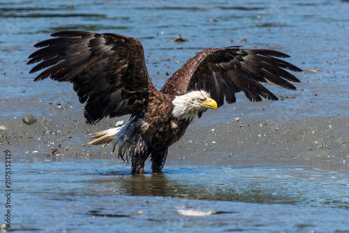 american bald eagle