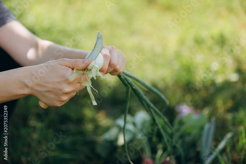 Hands peeling fresh spring onion after harvest