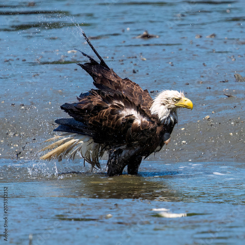 American bald eagle