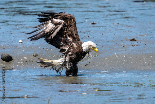 American bald eagle