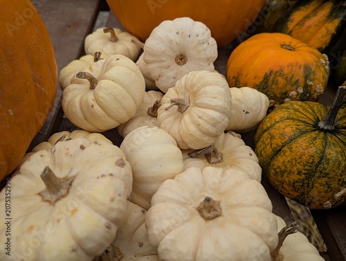 Close-up of various pumpkins lying at the market