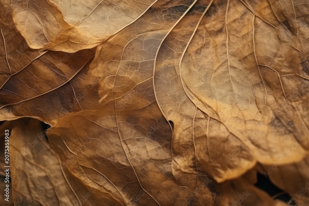 Fototapeta premium Close up of overlapping dry leaf with visible vein texture and warm brown color background
