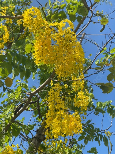 Yellow flowers make a natural background. The Golden Shower tree is blooming with color and a blue sky in Cambodia. 