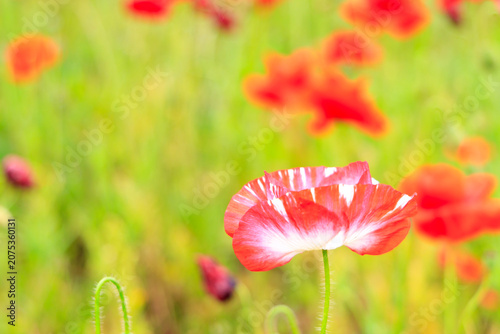 Obraz na płótnie 6月のお花畑に咲く赤と白のミックスのかわいいポピーの花