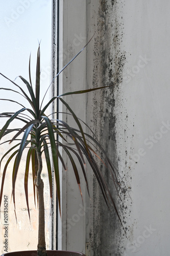 Photography Mold visible on wall corner beside houseplant, black mold spots expanding along