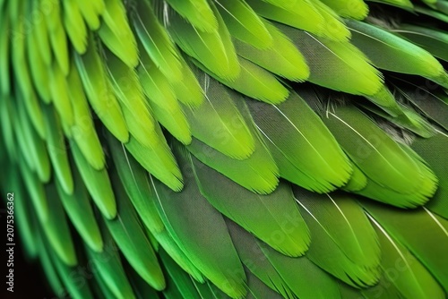 Closeup of layered green feathers forming an abstract textured background