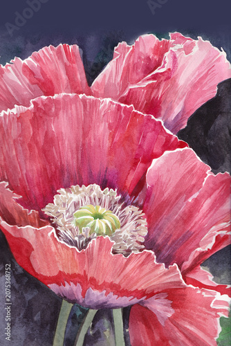 watercolor painting features vibrant red poppy blossoms