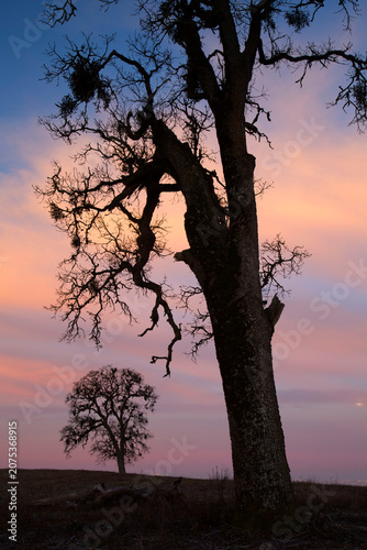 Konstfotografi Oak dawn, Ankeny National Wildlife Refuge, Oregon