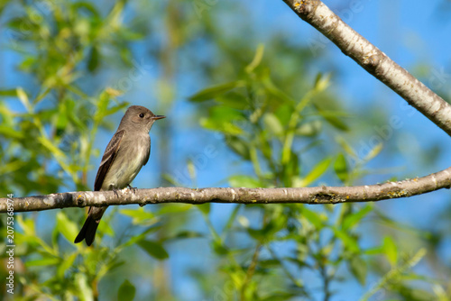 Tableau sur toile Western Wood-Pewee (Contopus sordidulus), Ankeny National Wildlife Refuge, Orego