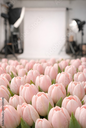 Studio Tulip Elegance