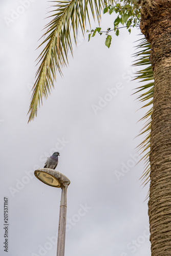 Pigeon perching on urban street lamp in Barcelona