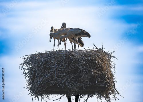 A family of storks – a brief conversation