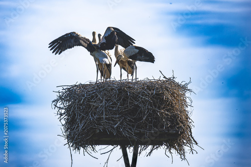 A family of storks – their first attempts at flying