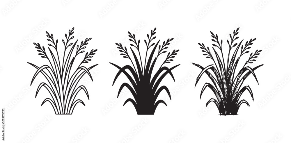 Fototapeta premium Three styles of rice plant or grain icons, including outline, solid silhouette, and hand-drawn sketch, representing agriculture and food crops.