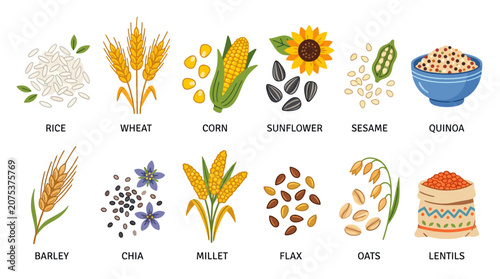 Hand drawn set of various cereal grains and healthy seeds collection.