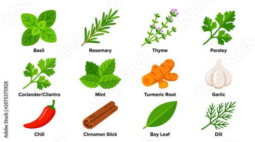 Set of colorful hand drawn culinary herbs and spices collection.