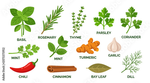Set of colorful hand drawn culinary herbs and spices illustration.