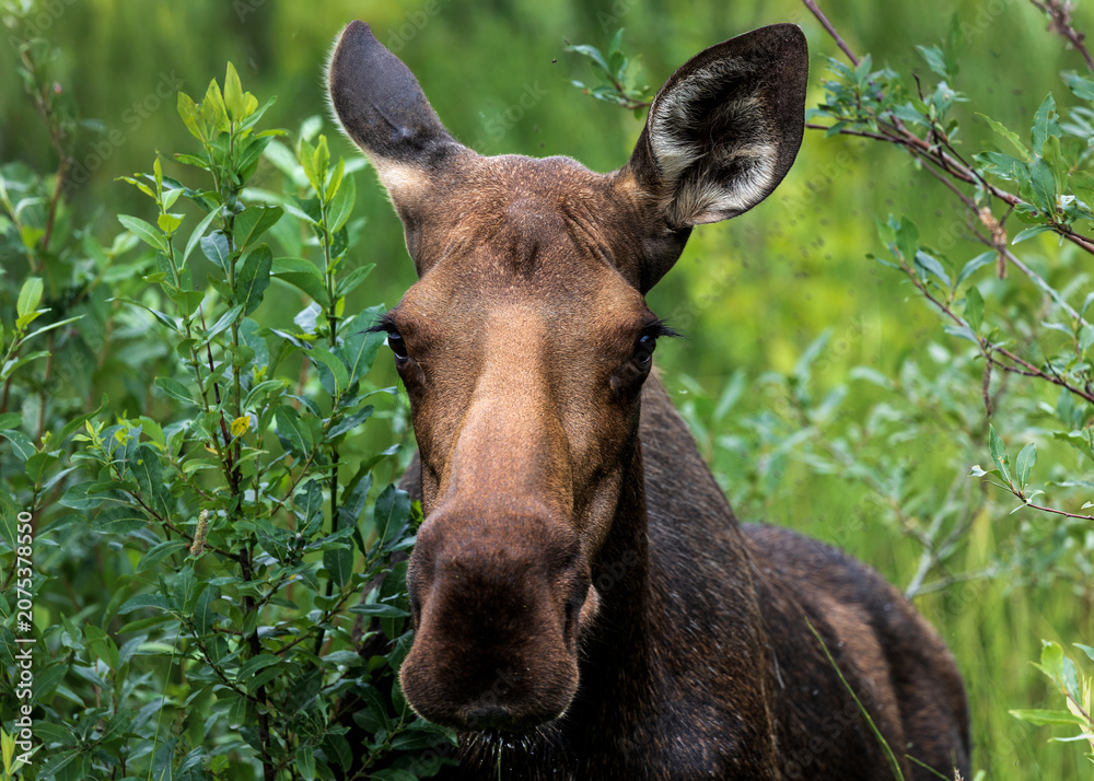 Fototapeta premium Photograph of a moose in Talkeetna, Alaska, USA. July 16, 2025. 