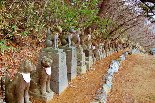 Row of traditional stone fox statues with red bibs at Takayama Inari Shrine in Tsugaru Aomori Japan