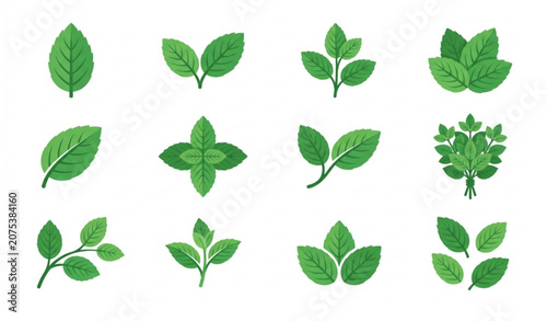 Fresh Mint Leaf Icon Set Vector Collection with Botanical Herbal Elements