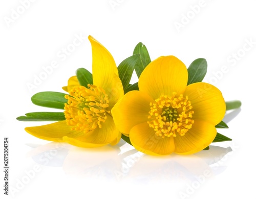 A close-up of two vibrant yellow flowers with green leaves