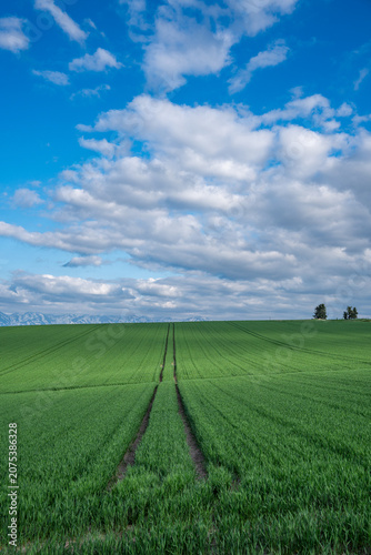 Patchwork road, Biei, Japan