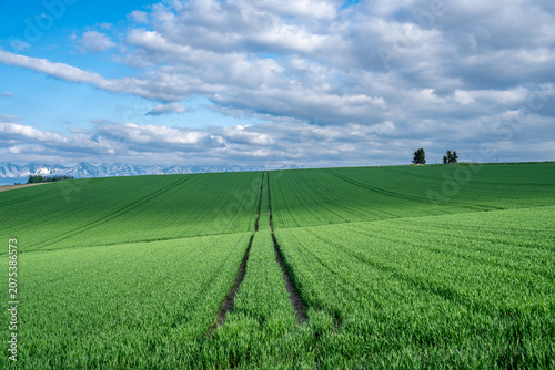 Patchwork road, Biei, Japan