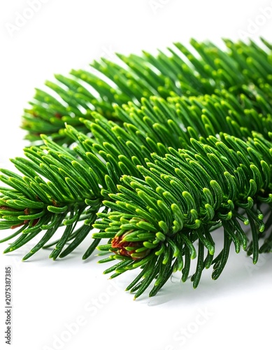 A close-up of vibrant green pine needles on a branch