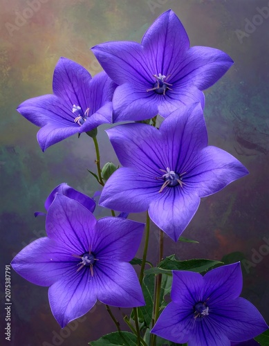 A close-up of vibrant purple flowers with five petals