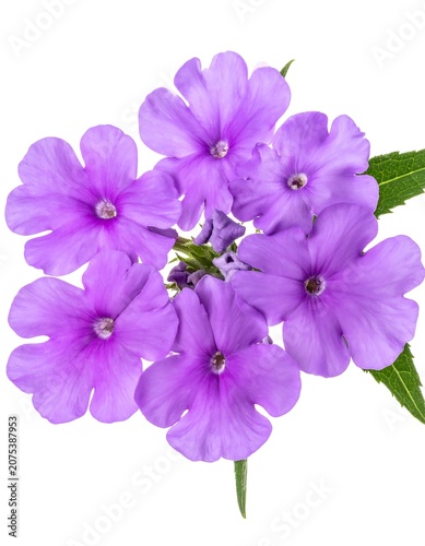 A close-up of vibrant purple flowers with green leaves on a white background