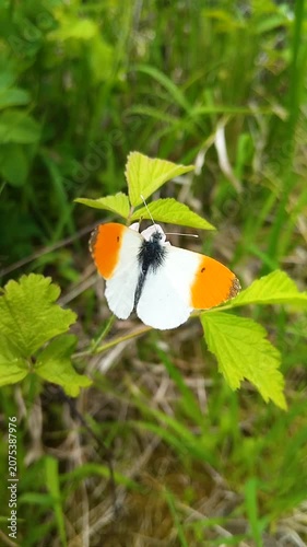  Orange tip butterfly (Anthocharis cardamines) sitting on green leaves , Male orange tip butterfly with open wings on a leaf, macro nature shot.
