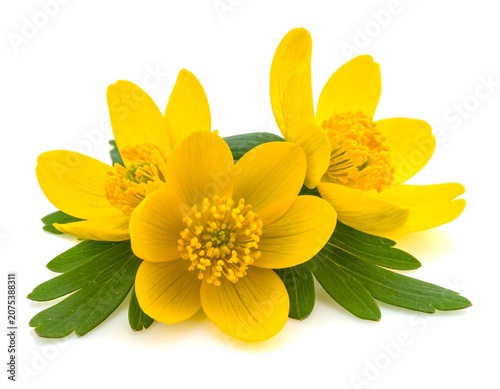 A close-up of vibrant yellow flowers with green leaves on white background