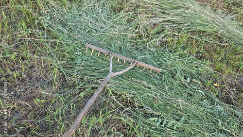 Obraz na plátně Wooden rake lying on freshly cut grass in a rural garden, showing seasonal yard work, haymaking and natural texture in an outdoor countryside setting