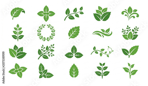 Botanical Mint Leaf Vector Set with Fresh Herbal Icon Collection