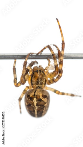 A close-up photo of a brown spider hanging upside down from a thin metal rod against a plain white background