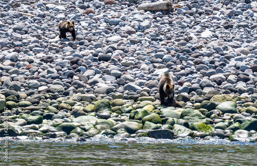 Obraz na plátne Brown bears, Hokkaido, Japan