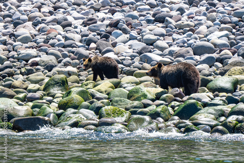Obraz na plátne Brown bears, Hokkaido, Japan