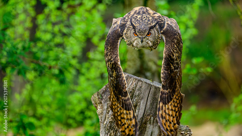 Konstfotografi A Eurasian eagle owl flying low toward the camera with wings spread and intense orange eyes, surrounded by a green natural background