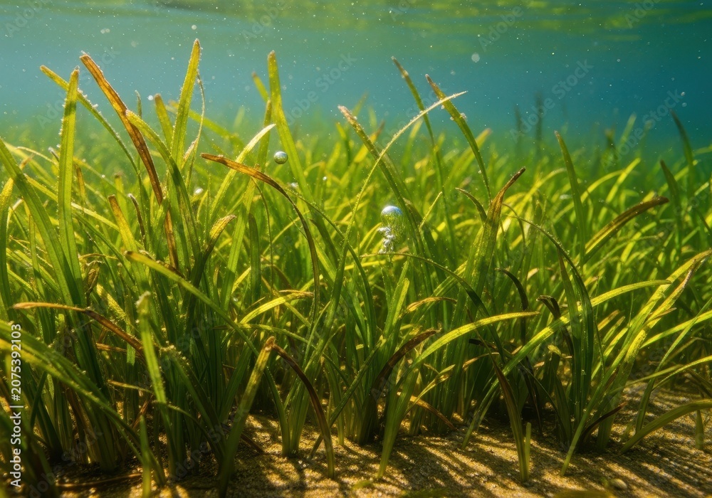 Fototapeta premium Lush green freshwater grass blades waving softly underwater in clear, natural light, symbolizing aquatic life and ecosystem health, texture, river, waving