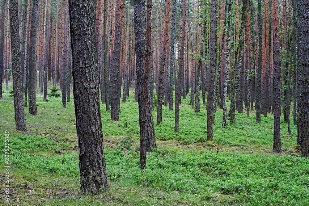 Fototapeta premium Forêt à Pilsen
