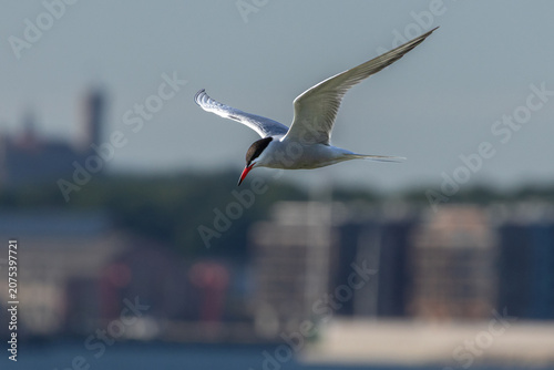 The Tern flies holding a beak a tail of other Tern.