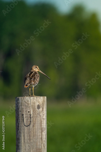 Common Snipe - Gallinago gallinago