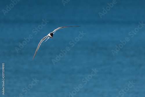 The Tern flies holding a beak a tail of other Tern.
